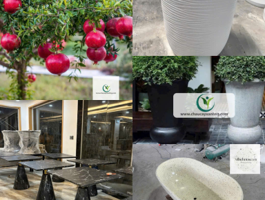 Khám Phá Hệ Sinh Thái Sản Phẩm Tại Chaucayxanhsg.com 