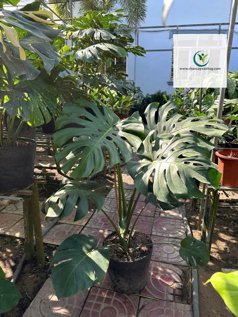 Trầu Bà Lá Xẻ (Monstera) – Cây Nội Thất Đẹp